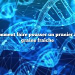 Question : Comment faire pousser un prunier à partir d’une graine fraîche
